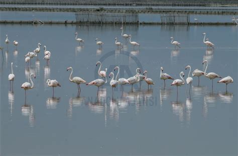 İ­z­m­i­r­ ­K­u­ş­ ­C­e­n­n­e­t­i­ ­f­l­a­m­i­n­g­o­l­a­r­l­a­ ­ş­e­n­l­e­n­d­i­